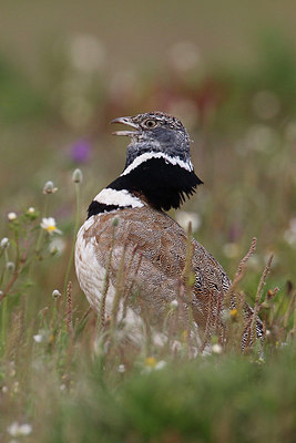 BUITEN BEELD Foto: 314661