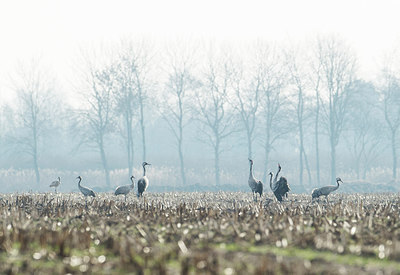 BUITEN BEELD Foto: 314667