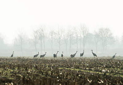 BUITEN BEELD Foto: 314668