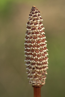 BUITEN BEELD Foto: 314699