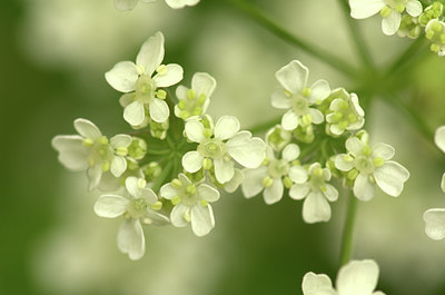BUITEN BEELD Foto: 314744