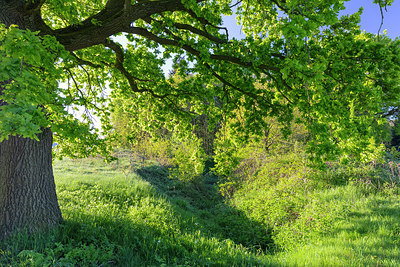 BUITEN BEELD Foto: 314762