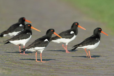 BUITEN BEELD Foto: 314780