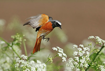 BUITEN BEELD Foto: 314790