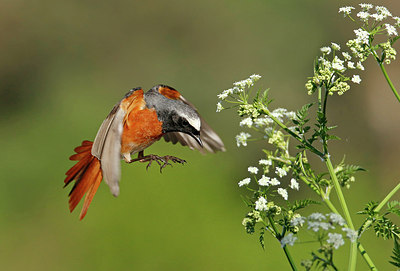 BUITEN BEELD Foto: 314791