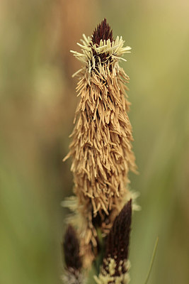 BUITEN BEELD Foto: 314800