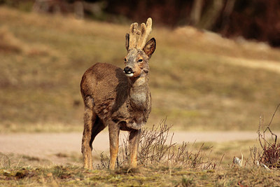 BUITEN BEELD Foto: 314818
