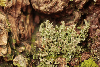 BUITEN BEELD Foto: 314821
