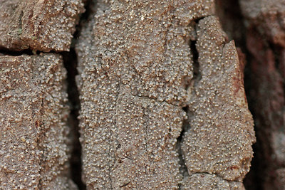 BUITEN BEELD Foto: 314835