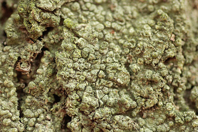BUITEN BEELD Foto: 314838