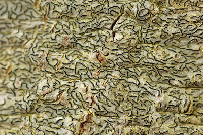 BUITEN BEELD Foto: 314840