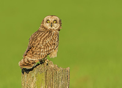 BUITEN BEELD Foto: 314849