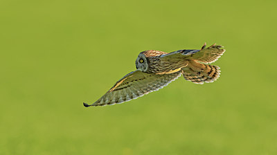 BUITEN BEELD Foto: 314851