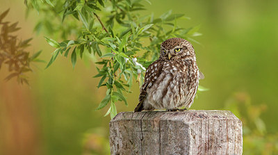 BUITEN BEELD Foto: 314854