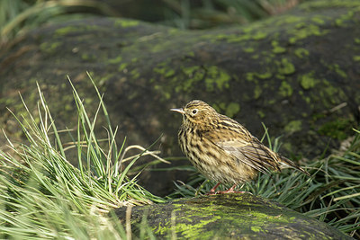 BUITEN BEELD Foto: 314858