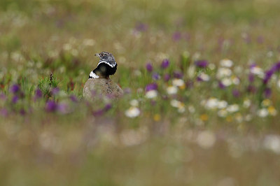 BUITEN BEELD Foto: 314865