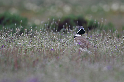 BUITEN BEELD Foto: 314866