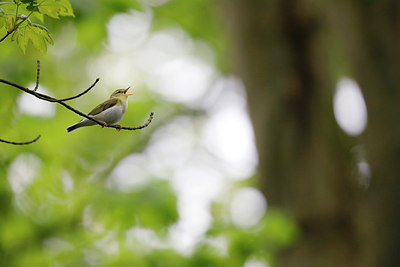 BUITEN BEELD Foto: 314873