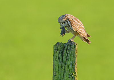 BUITEN BEELD Foto: 314891