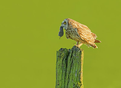 BUITEN BEELD Foto: 314945