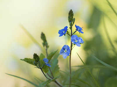 BUITEN BEELD Foto: 314948