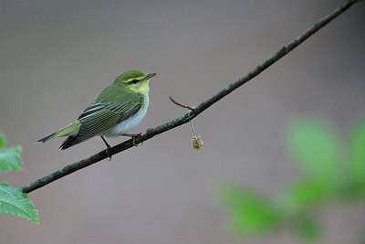 BUITEN BEELD Foto: 314990