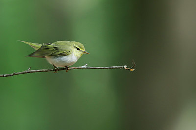 BUITEN BEELD Foto: 314991