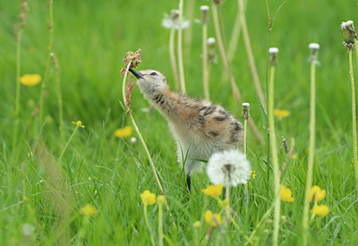 BUITEN BEELD Foto: 314998