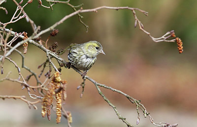 BUITEN BEELD Foto: 315008