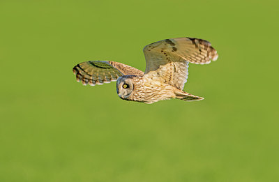 BUITEN BEELD Foto: 315014