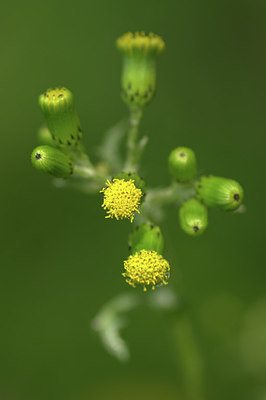 BUITEN BEELD Foto: 315028