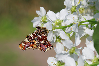 BUITEN BEELD Foto: 315045