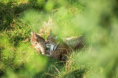BUITEN BEELD Foto: 315115