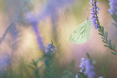 BUITEN BEELD Foto: 315140