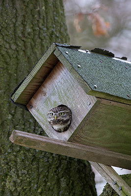 BUITEN BEELD Foto: 315149
