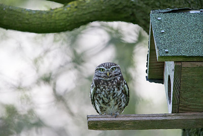BUITEN BEELD Foto: 315151