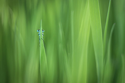 BUITEN BEELD Foto: 315154