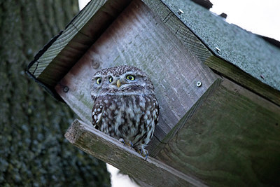 BUITEN BEELD Foto: 315155