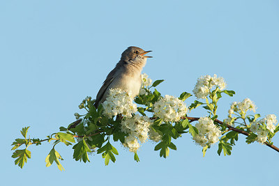 BUITEN BEELD Foto: 315160