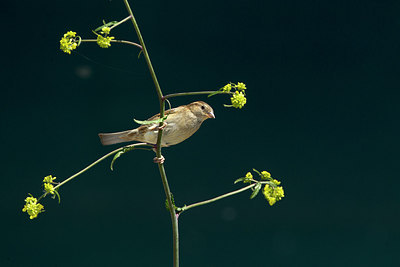 BUITEN BEELD Foto: 315171