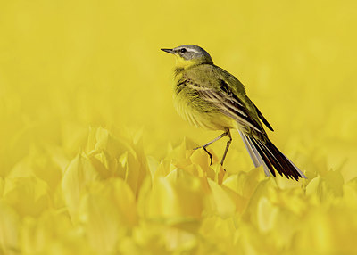 BUITEN BEELD Foto: 315176