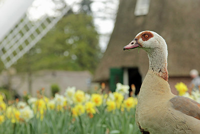 BUITEN BEELD Foto: 315227