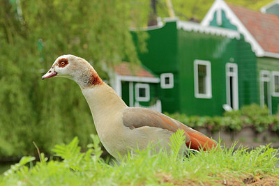 BUITEN BEELD Foto: 315231