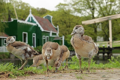BUITEN BEELD Foto: 315235