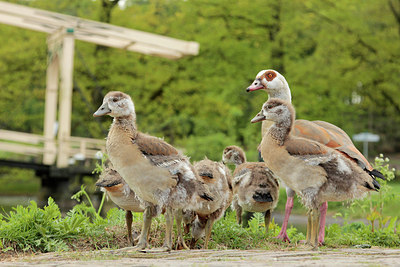 BUITEN BEELD Foto: 315236
