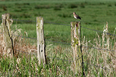 BUITEN BEELD Foto: 315246