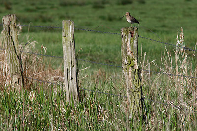 BUITEN BEELD Foto: 315248