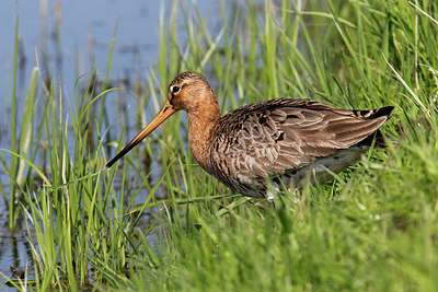BUITEN BEELD Foto: 315249
