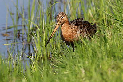 BUITEN BEELD Foto: 315250