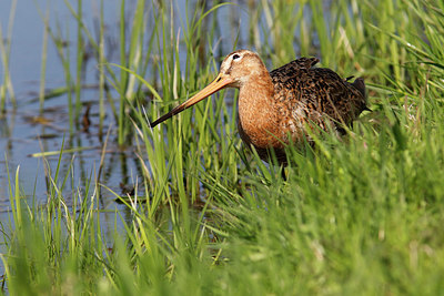 BUITEN BEELD Foto: 315257